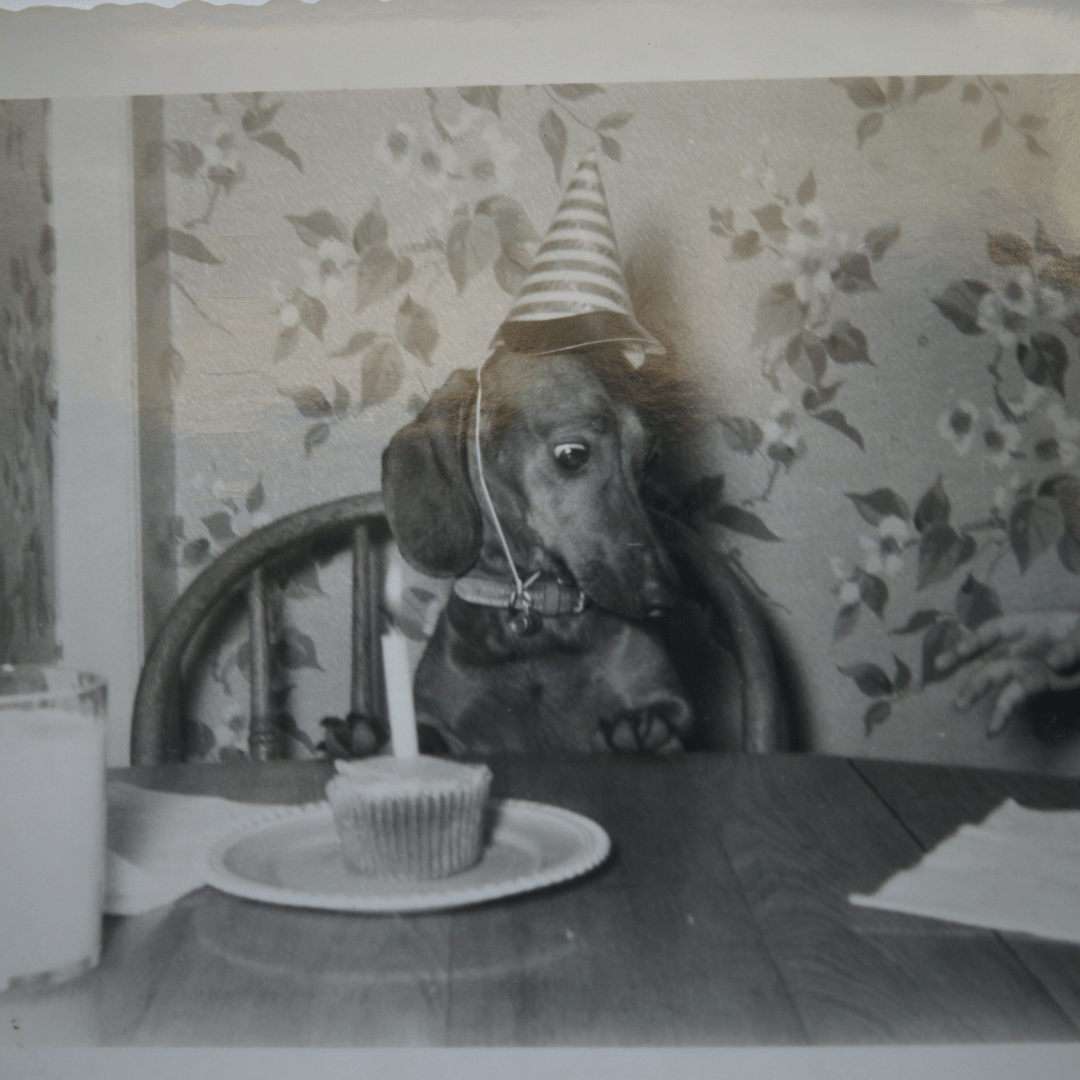 Dealing With Overly Friendly&nbsp;Pets